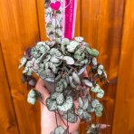 Lampášik (Ceropegia woodii) ´SILVER GLORY´ - výška 15-20 cm, kont. P9